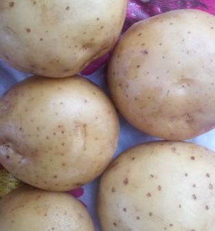 Młode ziemniaki Sifra !!!