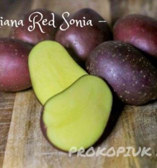 Ziemniaki różny kaliber- odmiana Red Sonia