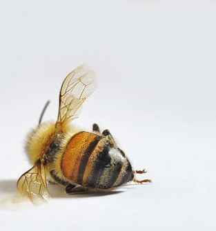 Pszczoły martwe - na nalewkę