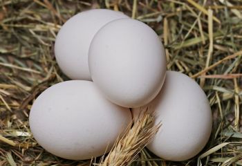 Wiejskie jaja od kur z wolnego wybiegu