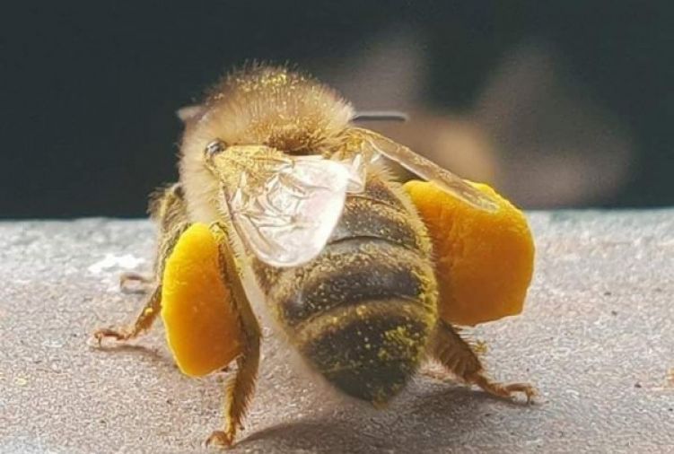 Pyłek pszczeli (kwiatowy)