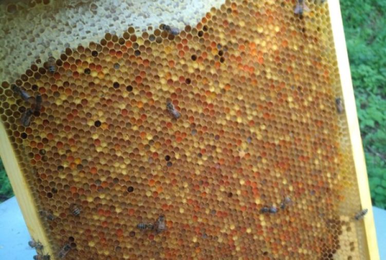 Pierzga pszczela 500gr